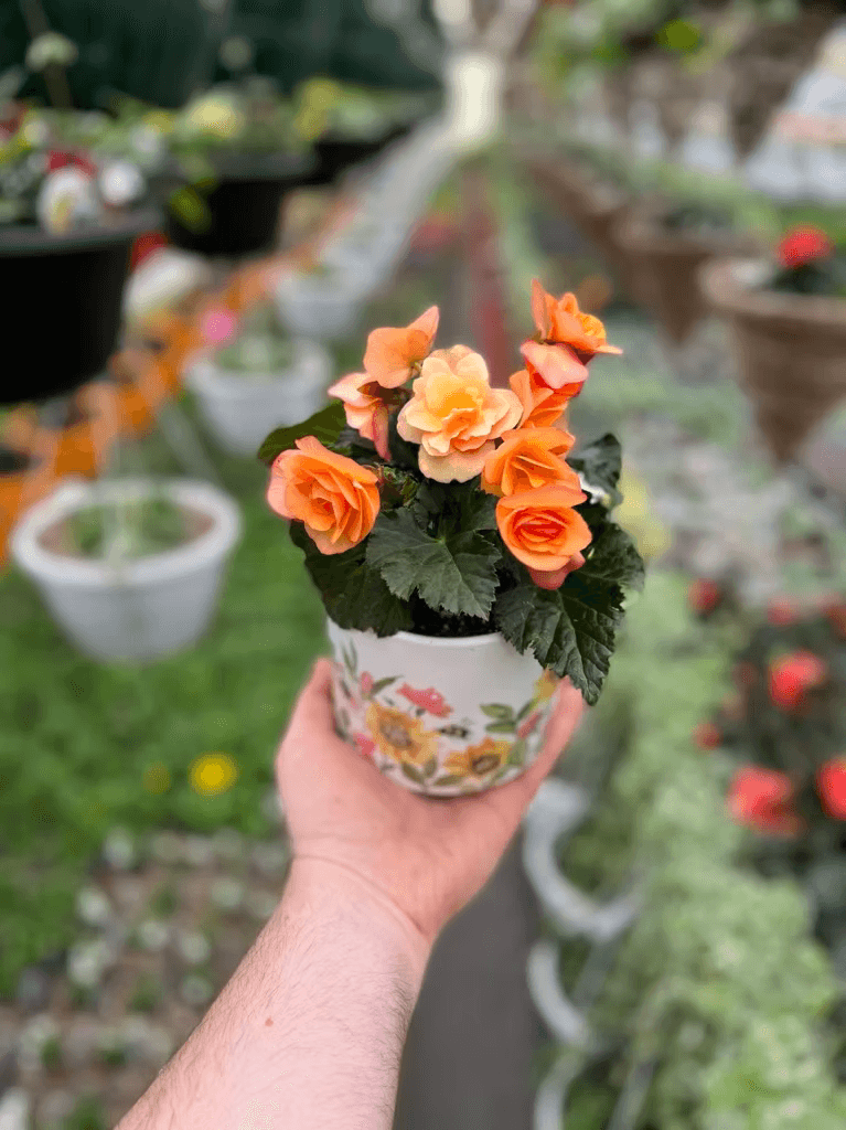 Blue Spade Greenhouse product showcase