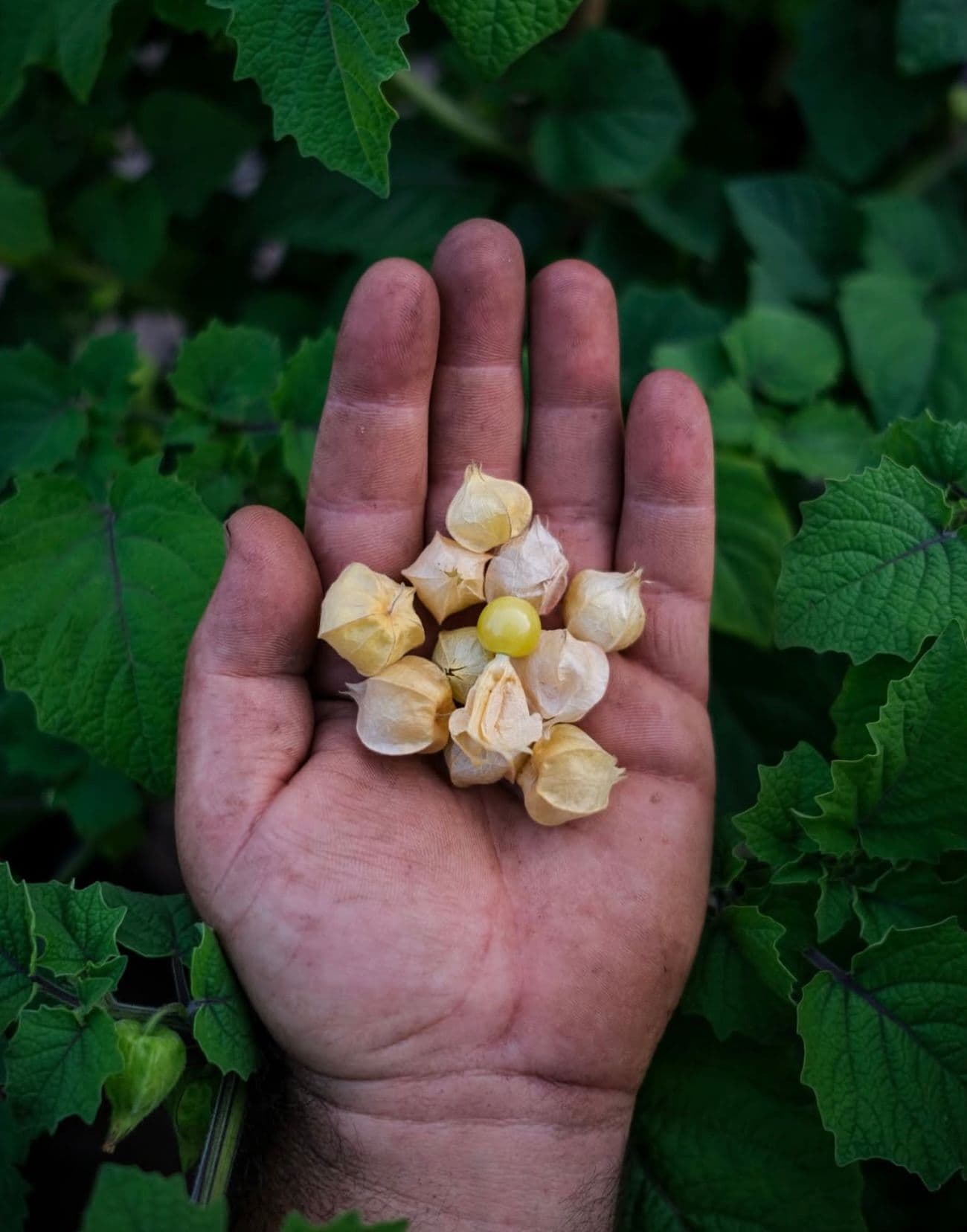 Hawthorn Farm Organic Seeds