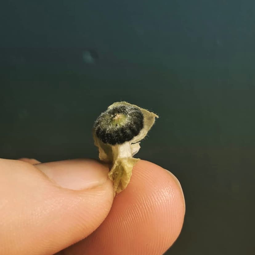 Pitcher Flower Seeds product showcase