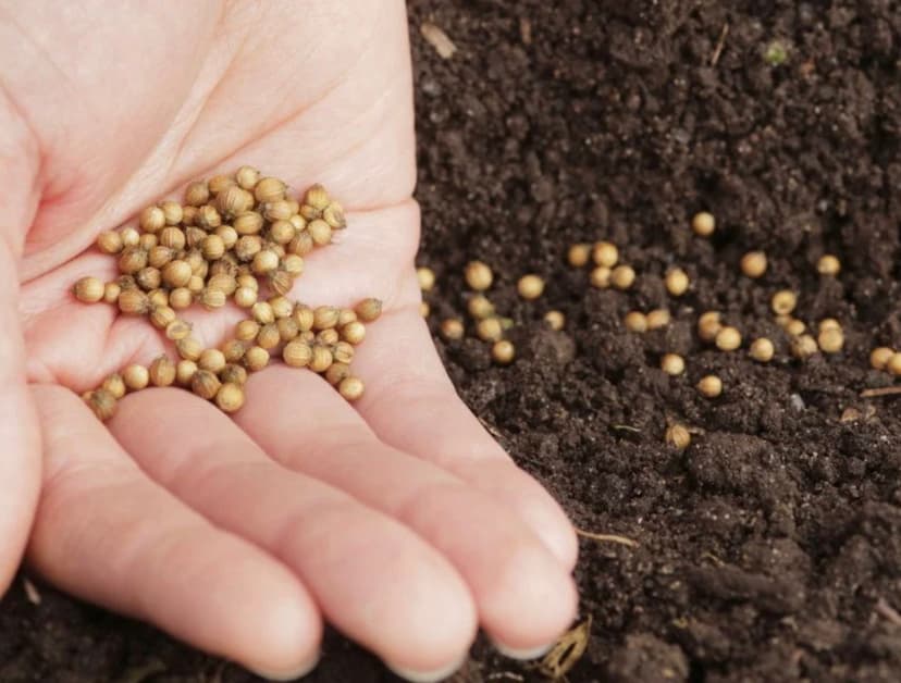 The Incredible Seed Company product showcase