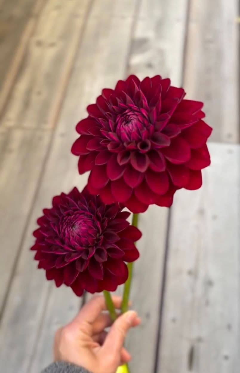 Lakeside Flower Farm product showcase