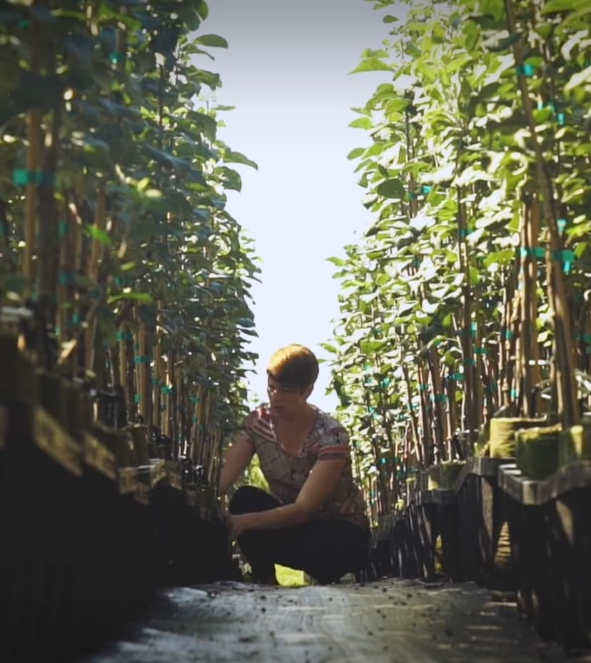 Maple Grove Nursery product showcase